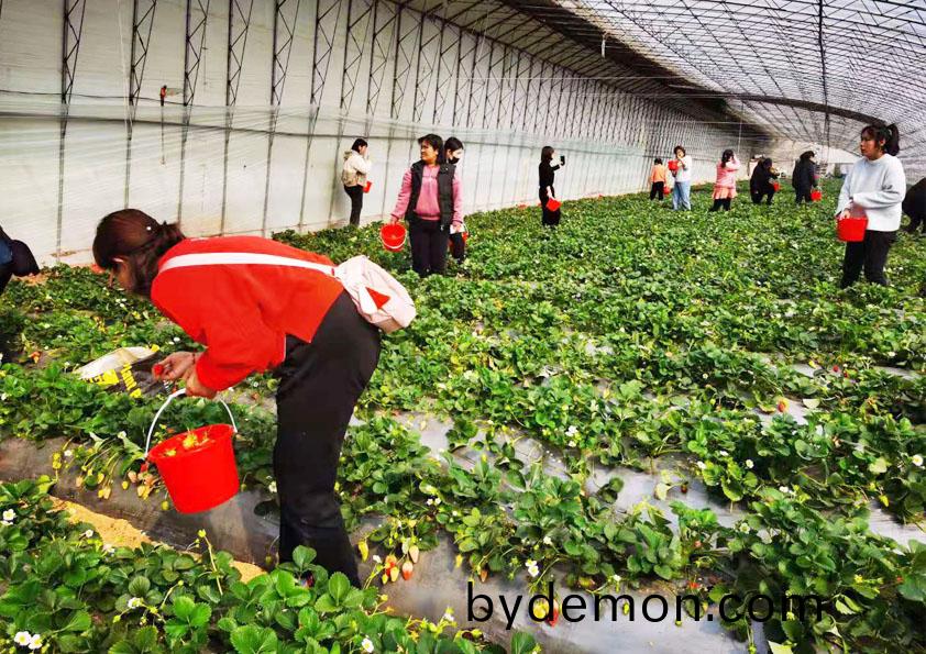 博阳机械开展“三八”妇女节摘草莓活动