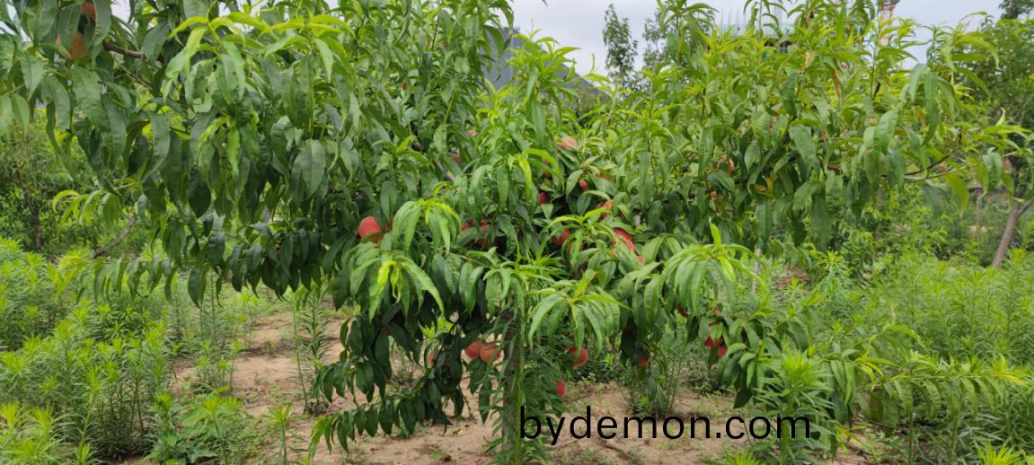 博阳机械组织“乐享丰收,‘桃’醉一夏”采摘活动